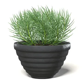 Plantinblackpot